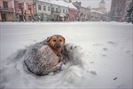 Cô bé 10 tuổi sống sót sau bão tuyết lạnh giá ngoài trời nhờ ôm chó hoang