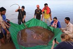 Ngư dân Campuchia thả cá đuối khổng lồ về sông Mekong
