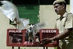 Những cộng sự biết bay giúp cảnh sát Ấn Độ bảo vệ người dân