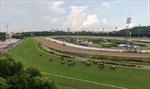 Singapore dự kiến biến trường đua ngựa duy nhất thành nhà ở xã hội