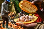 Nghịch lý giá cacao đắt hơn giá đồng nhưng người nông dân vẫn phải nhận trái đắng