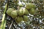 Malaysia quảng bá thế hệ sầu riêng mới &#39;kế nghiệp&#39; Musang King