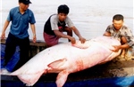 Kích thước của cá khổng lồ ở sông Mekong nhỏ đi với tốc độ đáng lo ngại