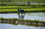 Nông dân Indonesia thử nghiệm trồng lúa ít phát thải, năng suất cao