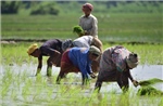 Mùa màng châu Á lao đao trước nắng nóng và El Nino
