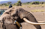 Kenya lo nông sản nhiễm độc sau cái chết của 15 con tại vườn quốc gia Amboseli