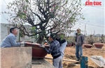 Làng hoa Nhật Tân tất bật vào vụ đào mới