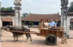 Đi xe trâu khám phá làng cổ Đường Lâm