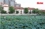 Hà Nội mùa sen tháng Sáu thơm ngát Tây Hồ