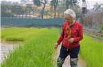 Anh hùng Lao động Nguyễn Thị Trâm: Người phụ nữ dệt nên mùa vàng