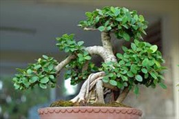Nghệ nhân thổi hồn cho bonsai 