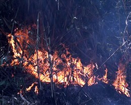 Vụ cháy rừng Hoàng Liên: Nỗ lực dập lửa, không cho lan vào rừng già 