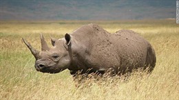 Tê giác châu Phi sắp tuyệt chủng