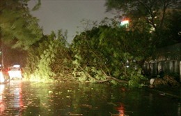 Đồng Nai thiệt hại nặng do cơn bão bất thường