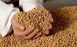Áchentina tăng xuất khẩu nông sản sang Việt Nam