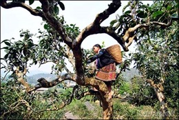 Các địa phương chăm lo bảo tồn và phát triển các loại cây, con “đặc sản”