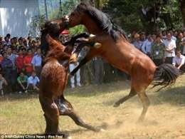 Độc đáo chọi ngựa ở Trung Quốc