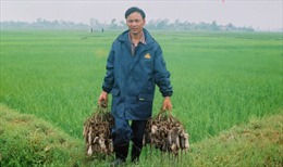 &#39;Đặc sản&#39; thịt chuột ở Thái Bình
