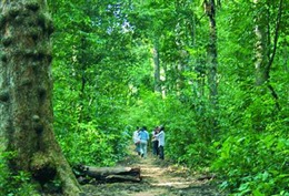 Hơn 19 ha rừng trên đảo Phú Quốc bị xâm hại 