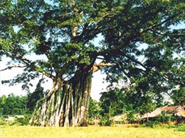 Hình ảnh cây đa Tân Trào được chọn làm logo của tỉnh Tuyên Quang 