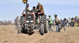 Tổng thống Bolivia cày tịch điền trồng &#39;hạt vàng&#39;
