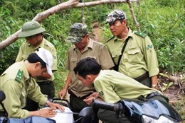 &#39;Nóng&#39; nạn phá rừng giáp ranh tại Bình Thuận