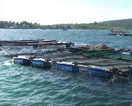 Kiên Giang phát triển nuôi trồng thủy sản 