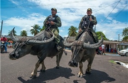 Đội quân trâu nước đặc biệt tại Brazil