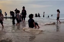 Người dân, trẻ em Gaza thư giãn trên bãi biển trong thời gian ngừng bắn