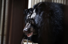 Cứu hộ một cá thể gấu bị nhốt 20 năm từ TP Hồ Chí Minh về Ninh Bình