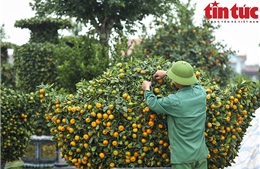 Vườn quýt bonsai Văn Giang chờ khách mua chơi Tết Giáp Thìn