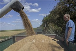Ngũ cốc của Ukraine gây khó khăn cho nông dân châu Âu, khiến EU chia rẽ