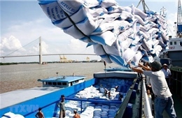 Xuất khẩu gạo của Việt Nam lập kỉ lục cả về giá lẫn kim ngạch
