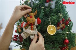 Bộ đôi cây cảnh mini &#39;đắt&#39; khách mùa Giáng sinh