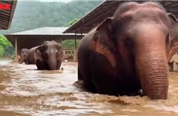 Giải cứu hàng trăm con voi do lũ lụt nghiêm trọng ở Chiang Mai