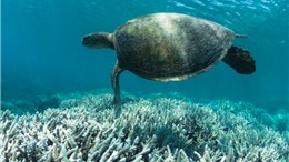 Báo động về tình trạng san hô tẩy trắng lan rộng toàn cầu do biến đổi khí hậu