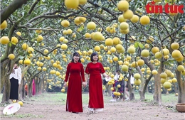 Người dân thích thú check - in vườn bưởi đậm hồn quê ở Hà Nội