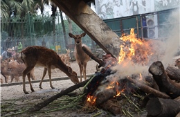 Vườn Thú Hà Nội căng bạt, đốt lửa, chạy máy sưởi chống rét cho động vật