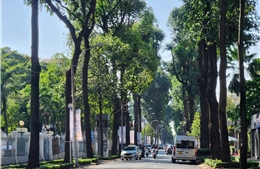 Ngắm những con đường rợp bóng cây xanh &#39;giải nhiệt&#39; mùa nắng ở TP Hồ Chí Minh