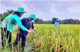 TP Hồ Chí Minh phát triển vùng sản xuất lúa, gạo ST25 hữu cơ