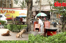 Cần xử lý nghiêm tình trạng lấn chiếm, chó thả rông tại các vườn hoa công cộng tại Hà Nội