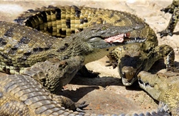 15.000 con cá sấu xổng trại ở Nam Phi