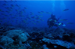 Nguồn thực phẩm từ đại dương dần khan hiếm