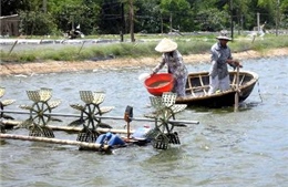 Phản đối Hoa Kỳ điều tra sản xuất tôm của Việt Nam