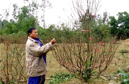 Làng đào trên "đất thép"