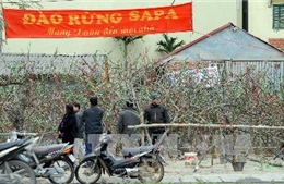 Đào rừng muôn nẻo về phố phường Điện Biên Phủ