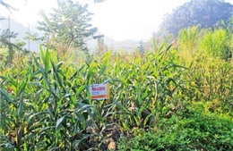 Khuyến nông miền núi cần mô hình phù hợp