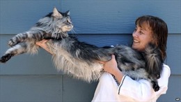 Con mèo dài nhất thế giới qua đời vì ung thư