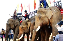 Độc đáo Lễ cúng sức khỏe cho voi của đồng bào Tây Nguyên