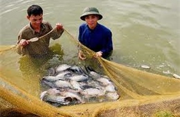 Nông dân Nghệ An trúng lớn vụ cá bán vào dịp Tết
